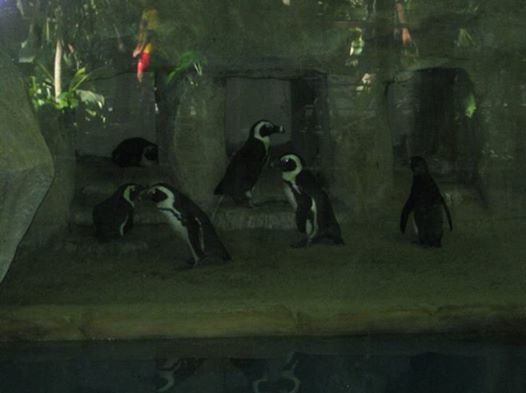 PINGUIIIIIIIIIIIIIIIIIIIIIIIIIIIIIIIIIIIIIIN