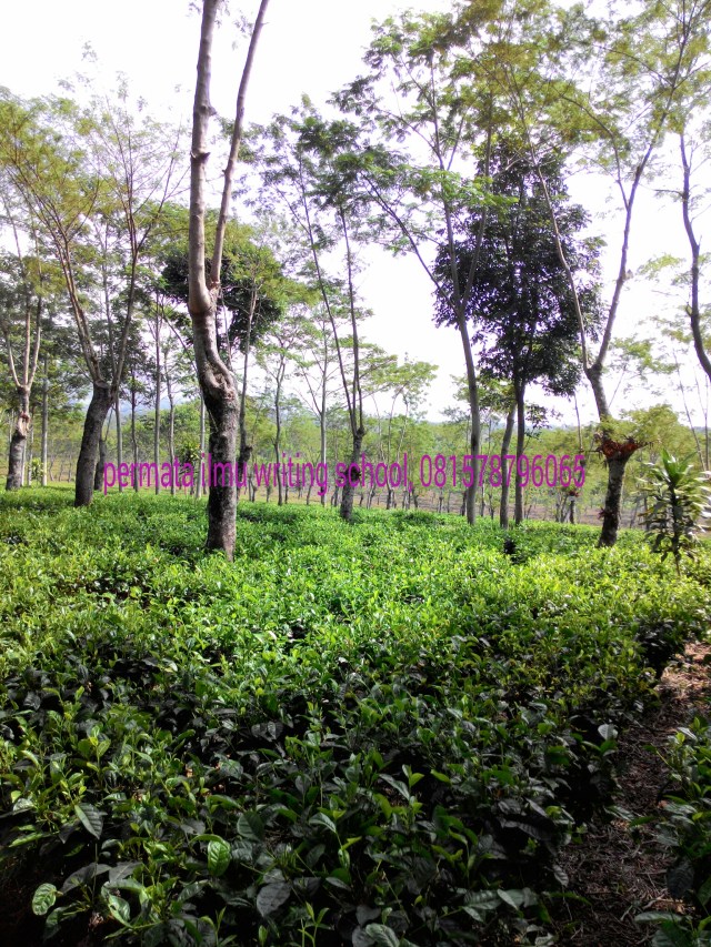 PicsArt_1438178966494